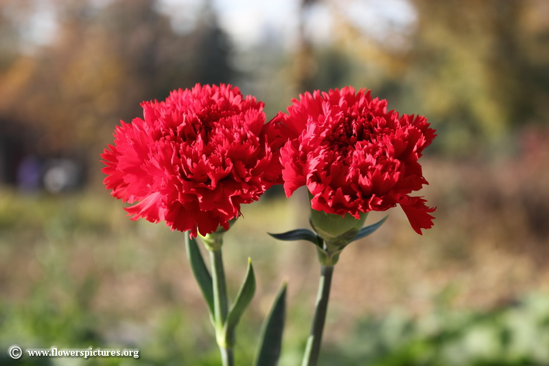 >>>>> Y un rojo, rojo clavel ... <<<<< - Página 4 Carnation-flower_48