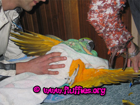 قص ريش الطائر .. لماذا و كيف؟؟ موضح بالصور Blue-gold-macaw-wing-clip-00