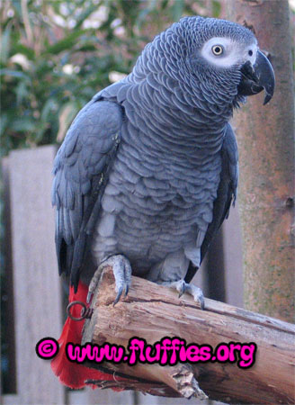 Africki sivi papagaj-Zako(Psittacus erithacus) - Page 4 Jako-african-grey-02