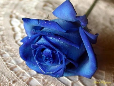 Palabra y Imagen - Página 19 Rosa-azul