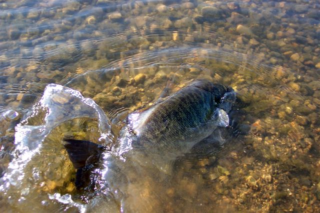 La Conservación del Recurso de Pesca por José Manuel López Pinto Catch%20and%20release