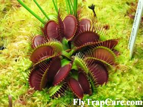 Dionaea "Clumping cultivar" Clumping_cultivar_medium