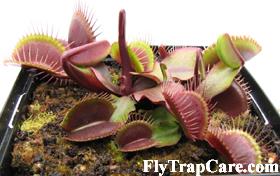 Dionaea "Red Burgundy" Andycpuk_red_burgundy1_medium