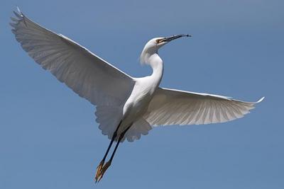 طائر المالك الحزين Snowy_Egret