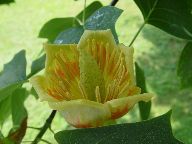 Il nostro mondo - Pagina 4 800px-liriodendron_tulipifera_flower.630x360