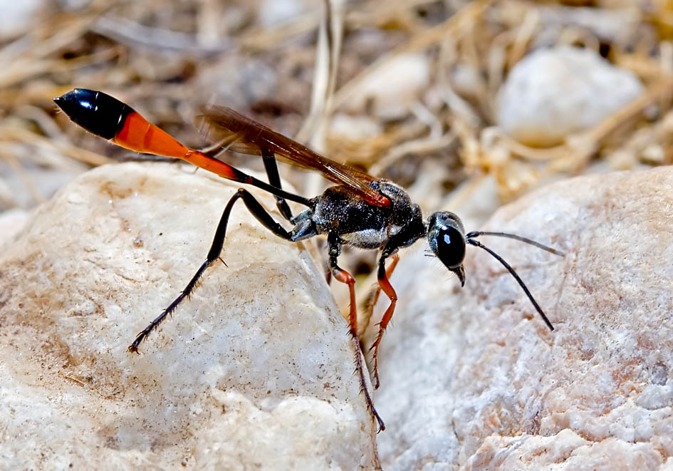 Bộ sưu tập côn trùng 2 - Page 2 Ammophila-heydeni-Suedliche-Sandwespe-2