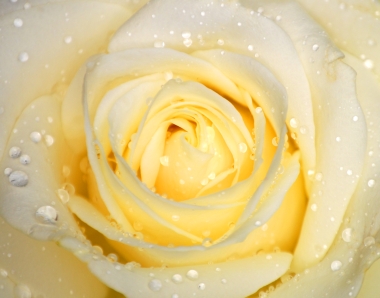 Ruže Gelbe-rose_380