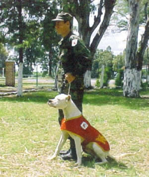 Historia del Dogo Argentino Dogoffaa