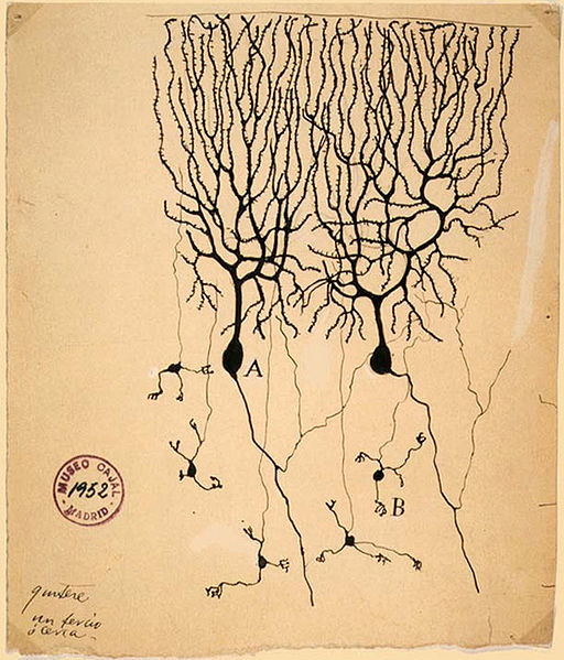 Juegan con nuestra Salud? - Página 4 Neuronas%20%28de%20Ram%C3%B3n%20y%20Cajal%29