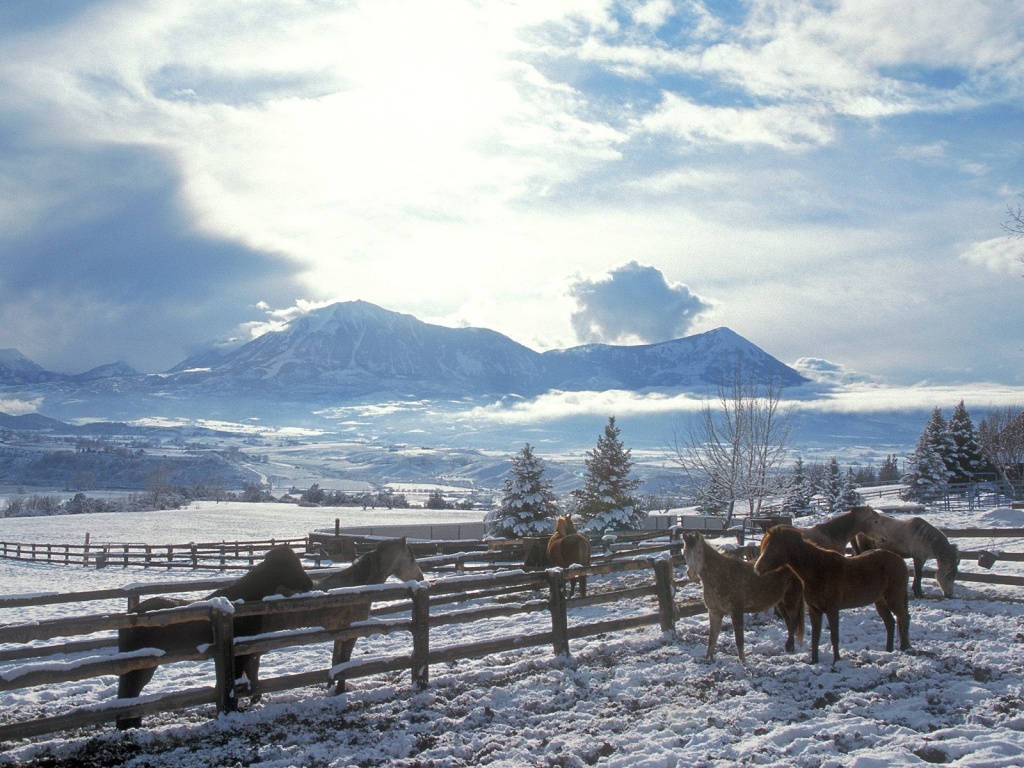 Imagenes de caballos en navidad Caballos_en_Invierno_1024x768-31404