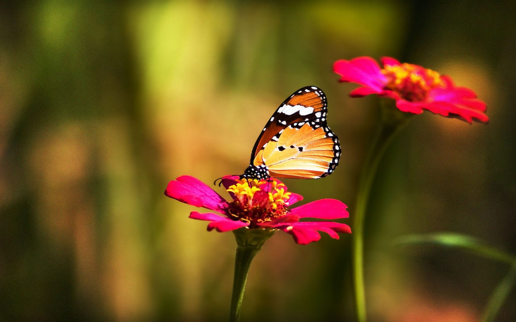 *** LAS MARIPOSAS DEL RINCON DE ENERI *** - Página 3 Fotos-mariposas-en-las-flores