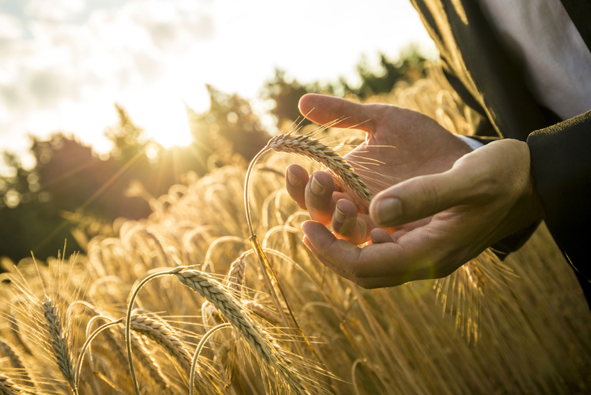  The Last Roundup: This Could Be the Article That Stops You Eating Non-Organic Wheat Gmo-wheat