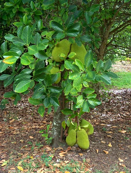 شجرة الجاك فروت Jackfruit Jackfruit_2_B