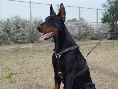 Races [chien] Dog-harness-leather-doberman-tracking-black