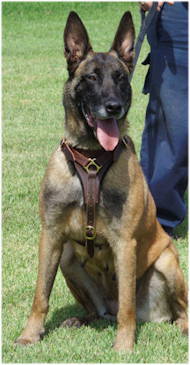 Topaz the fearless  Belgian-Malinois-dog-harness-UK