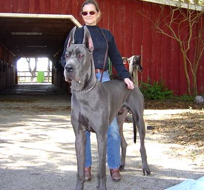 السير برباط Great-dane-william-margo-main