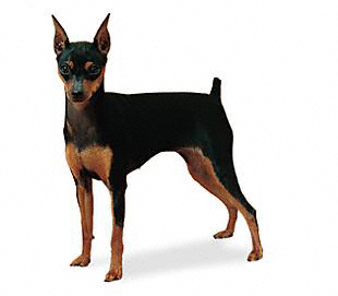 Experiments Miniature-Pinscher-muzzle-Miniature-Pinscher