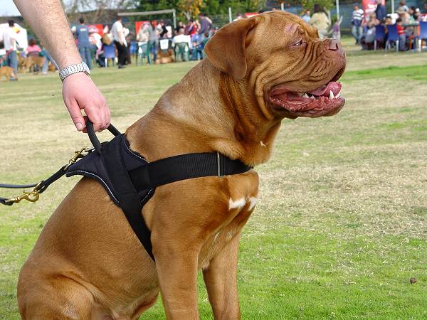 Bordeauxdog Dogue-de-bordeaux-nylon-dog-harness-tracking-walking