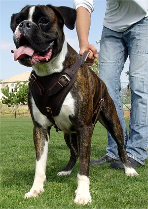 بعض اشهر انواع كلاب الحراسه Leather-dog-harness-boxer-padded-protection-agitation-stand-front-closeup