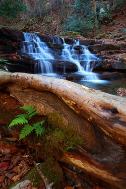 Autumn Waterfalls Nature Photography Fallen-tree-fern-forest-waterfall