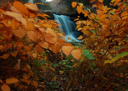 Autumn Waterfalls Nature Photography Waterfall-behind-yellow-foliage