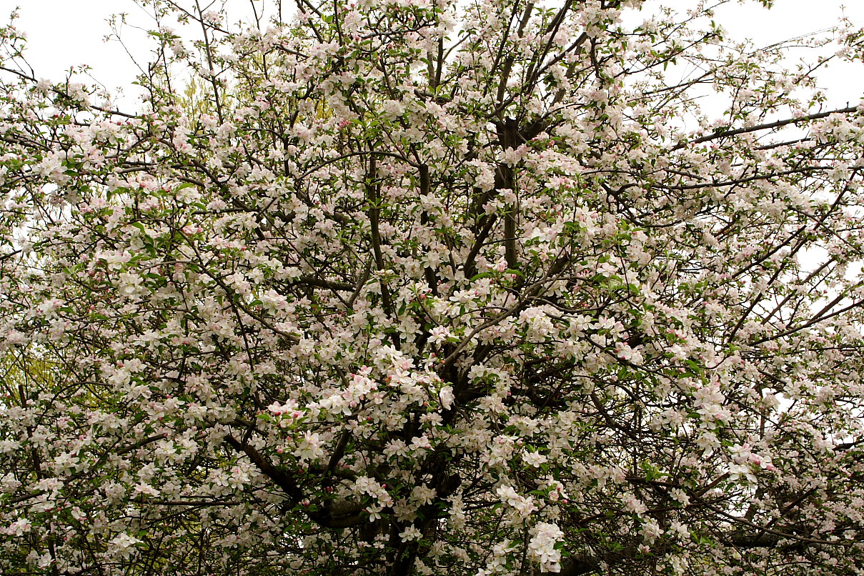 இயற்கையுடன் கலந்த அழகுக் காட்சிகள் சில! - Page 3 Apple-Flowers-Tree