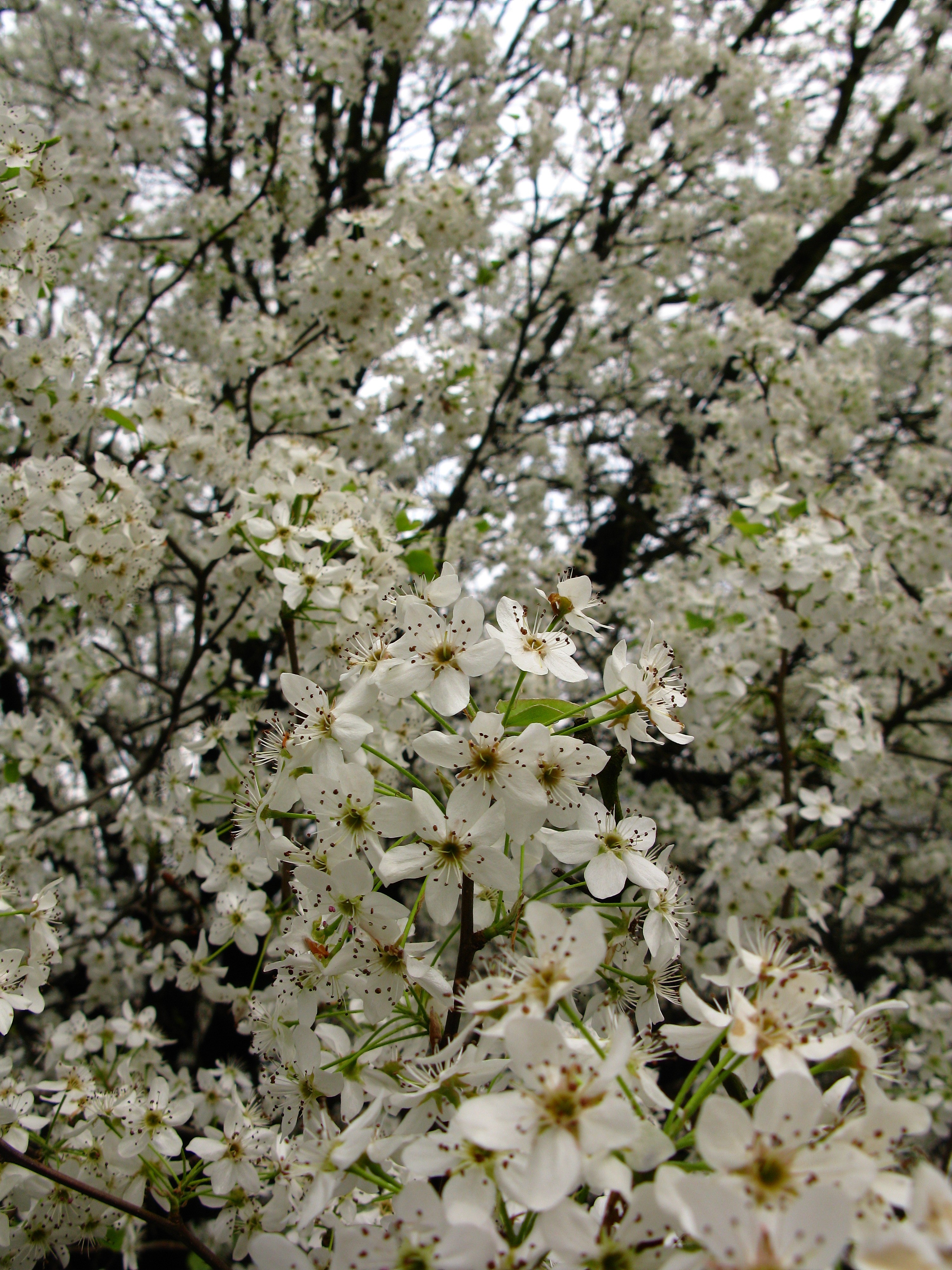 இயற்கையுடன் கலந்த அழகுக் காட்சிகள் சில! White-flowers-spring-pear-tree