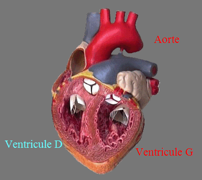 Maladies cardiaques  Pompe_powerpt