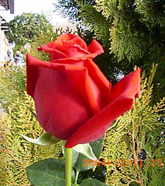 FELIZ SANT JORDI, FORERAS!!! 3086-alhambra-rosas
