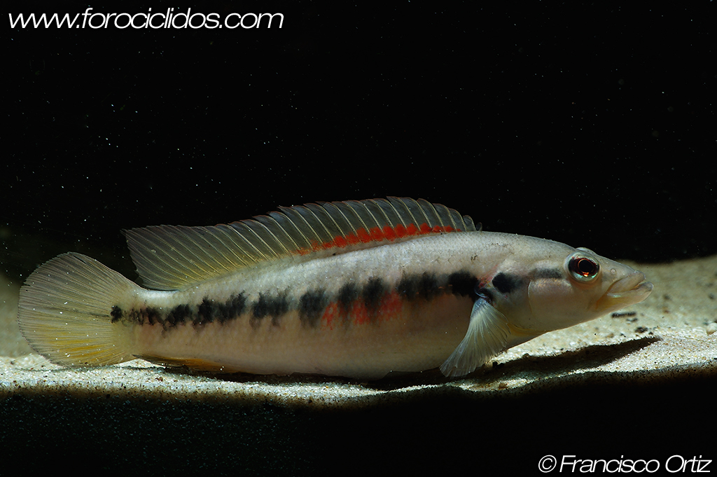 Crenicichla sp. "belly crawler" BC