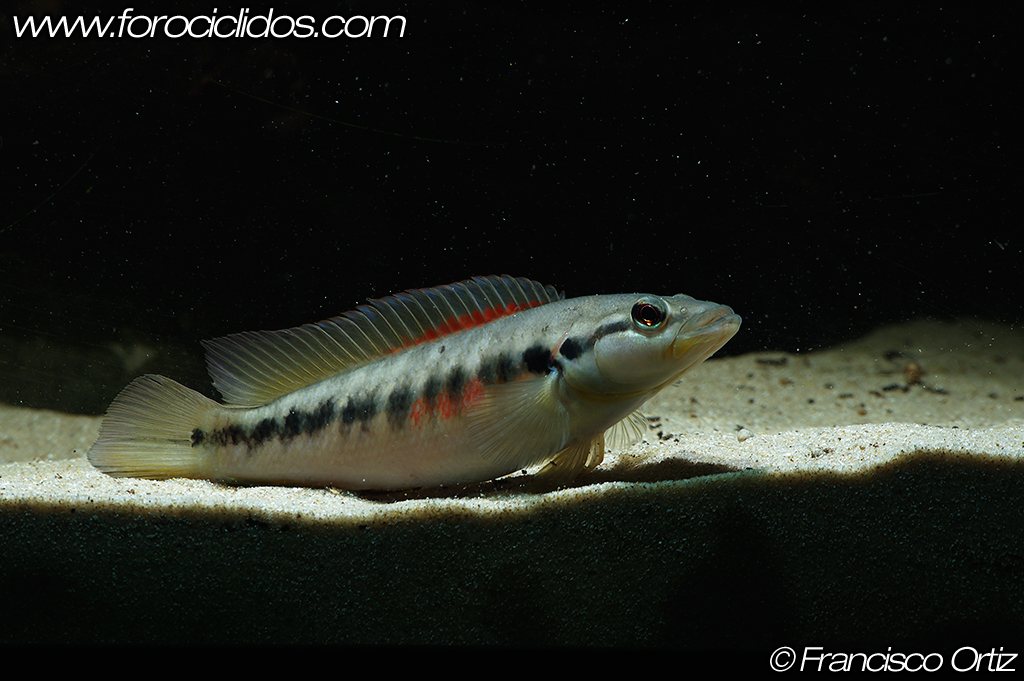 Crenicichla sp. "belly crawler" BC1