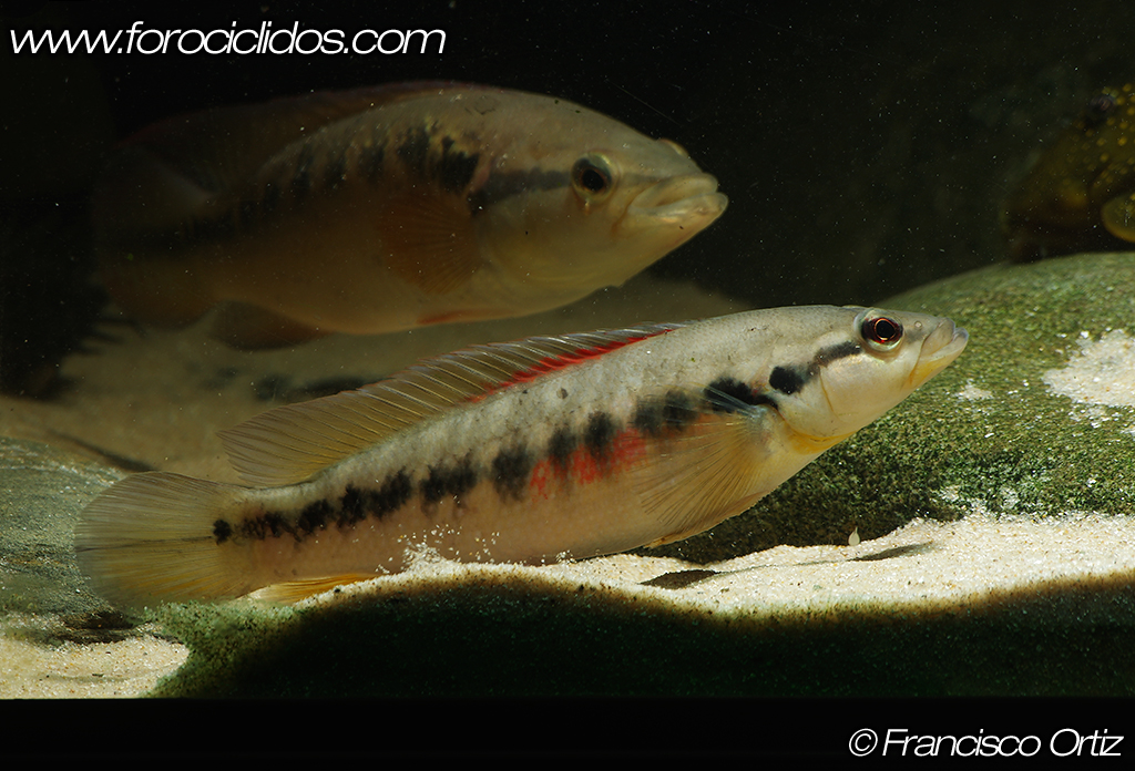 Crenicichla sp. "belly crawler" BC3