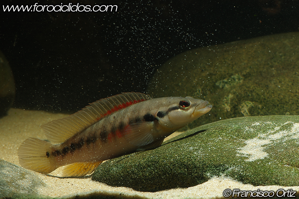 Crenicichla sp. "belly crawler" BC4