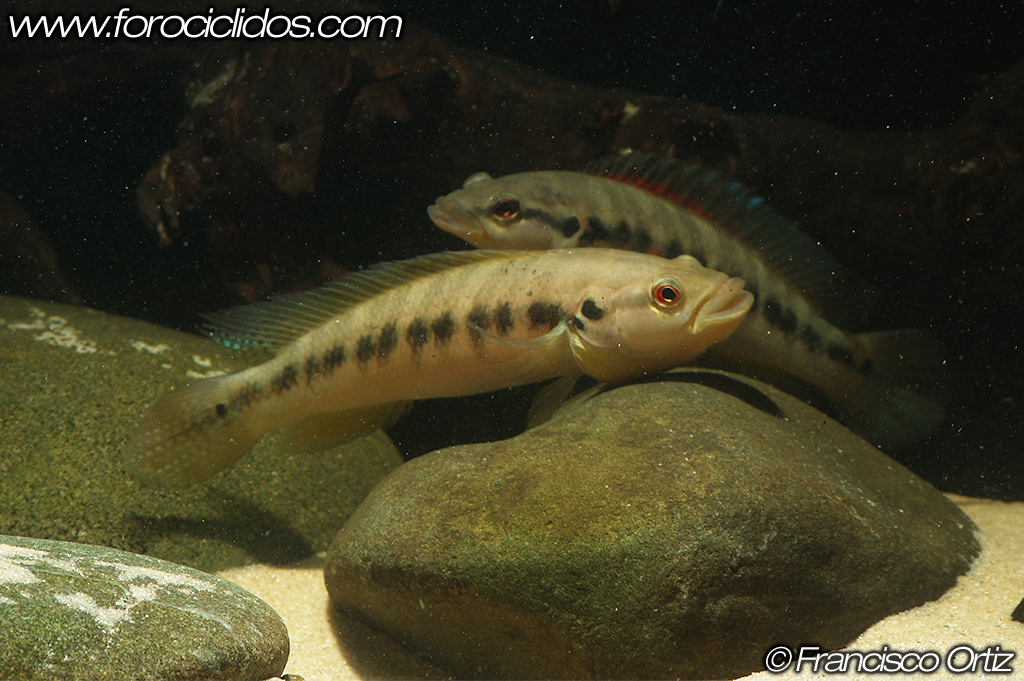 Crenicichla sp. "belly crawler" BC6