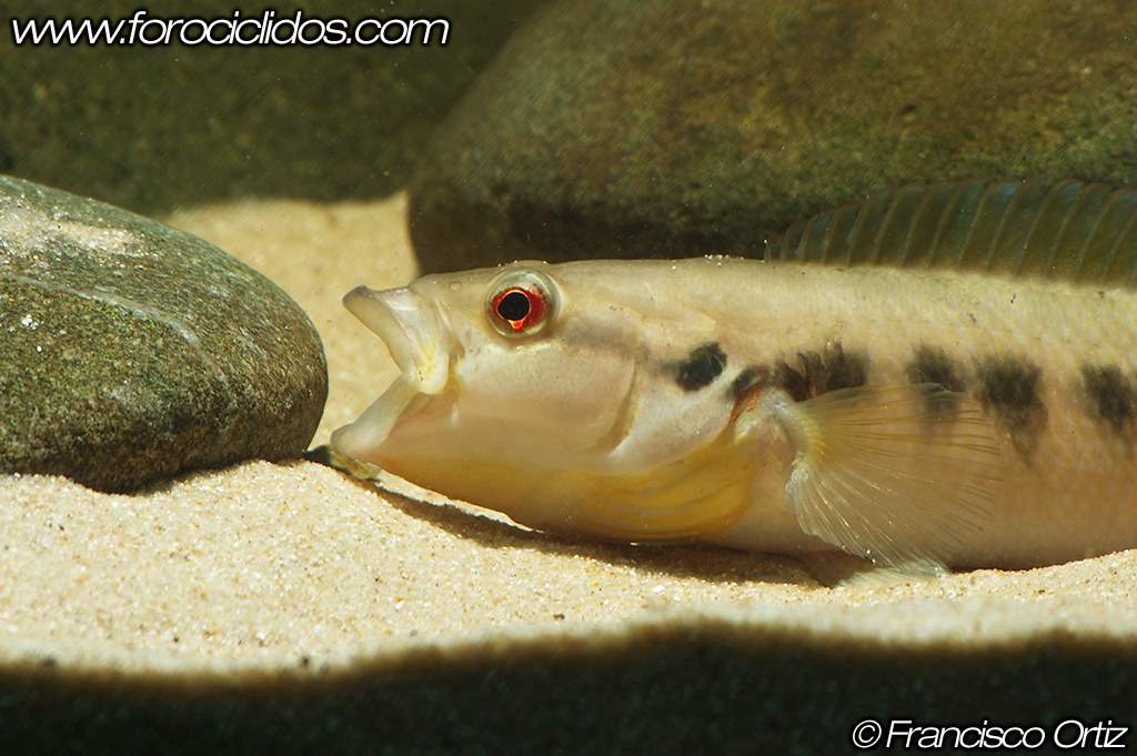 Crenicichla sp. "belly crawler" BC7