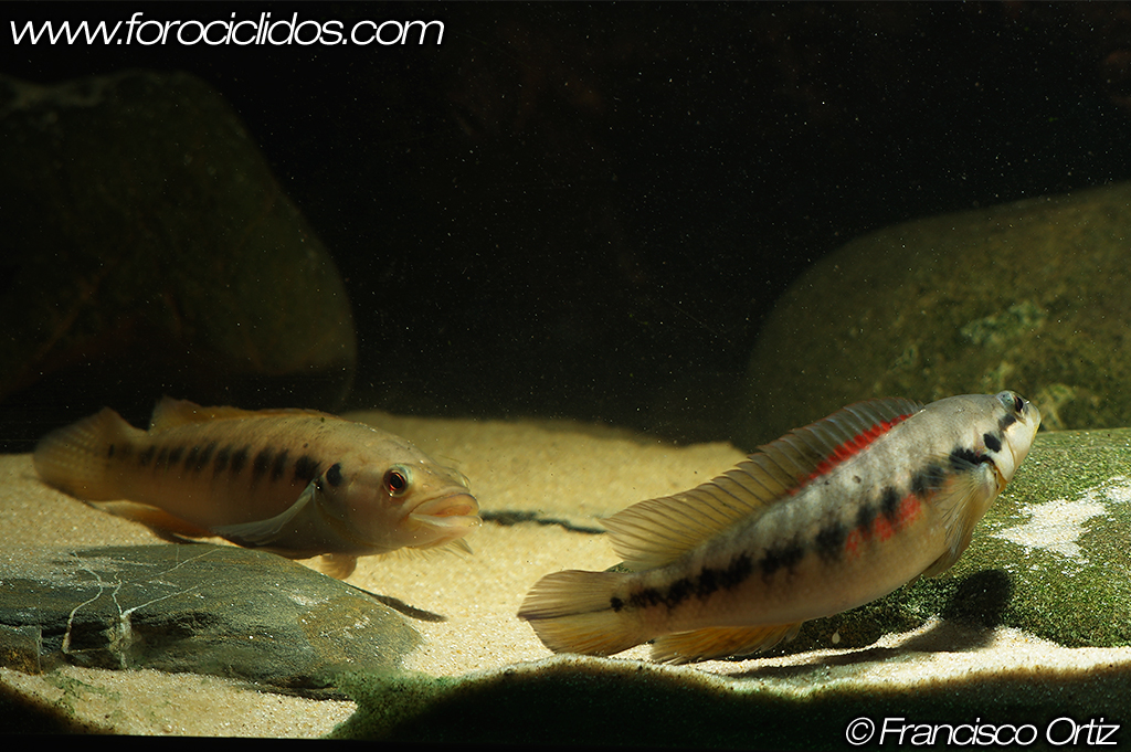 Crenicichla sp. "belly crawler" BC8