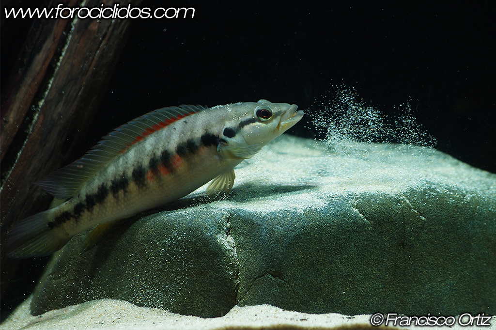 Crenicichla sp. "belly crawler" BCR2