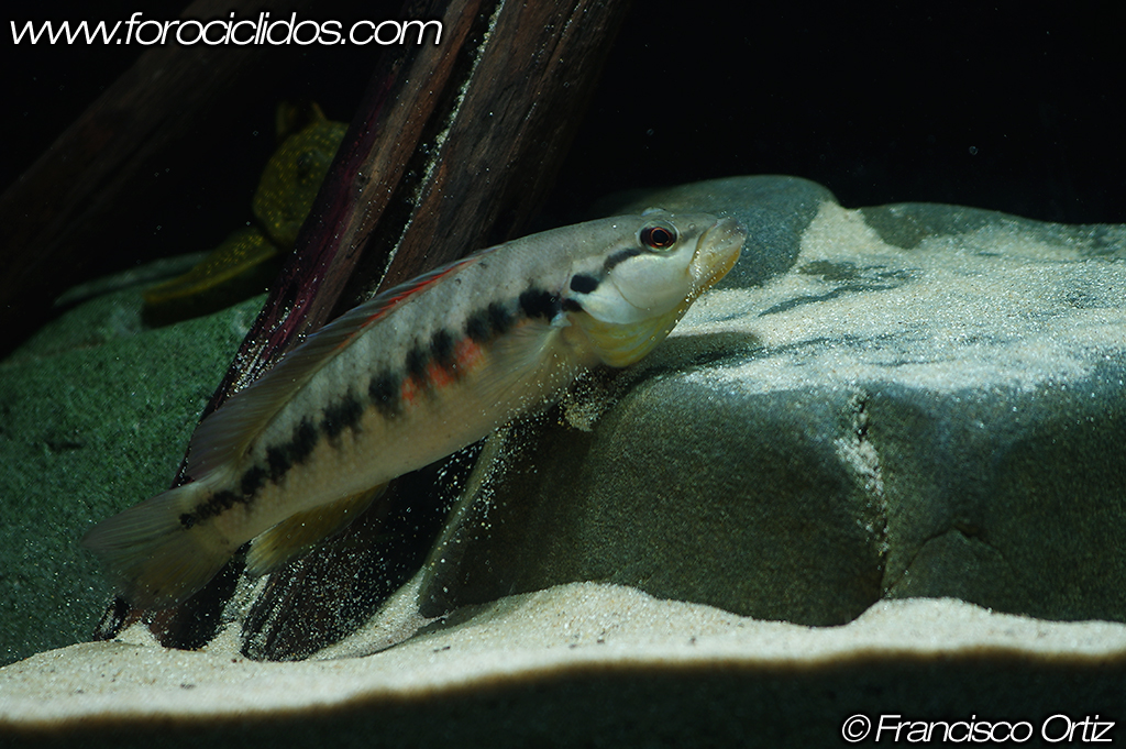 Crenicichla sp. "belly crawler" BCR3