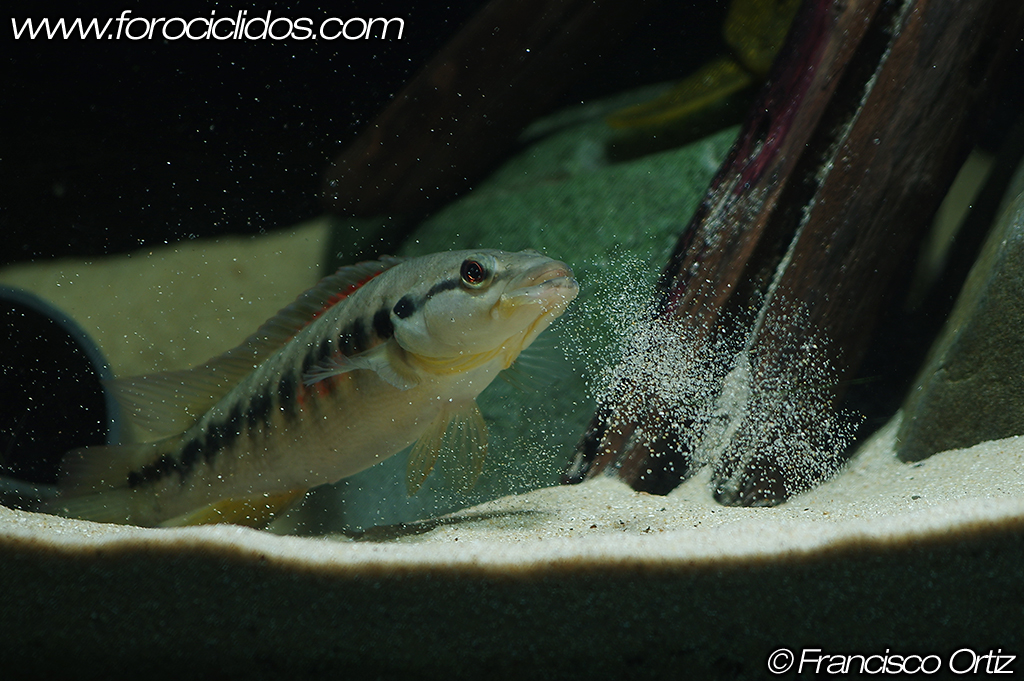 Crenicichla sp. "belly crawler" BCR6