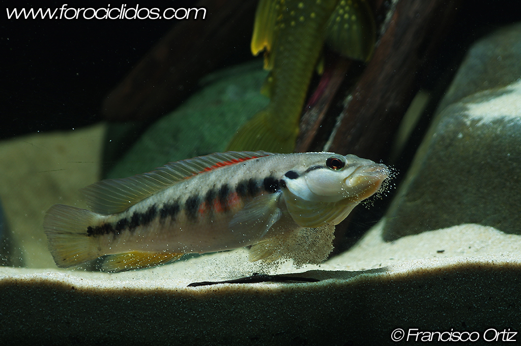 Crenicichla sp. "belly crawler" BCR9