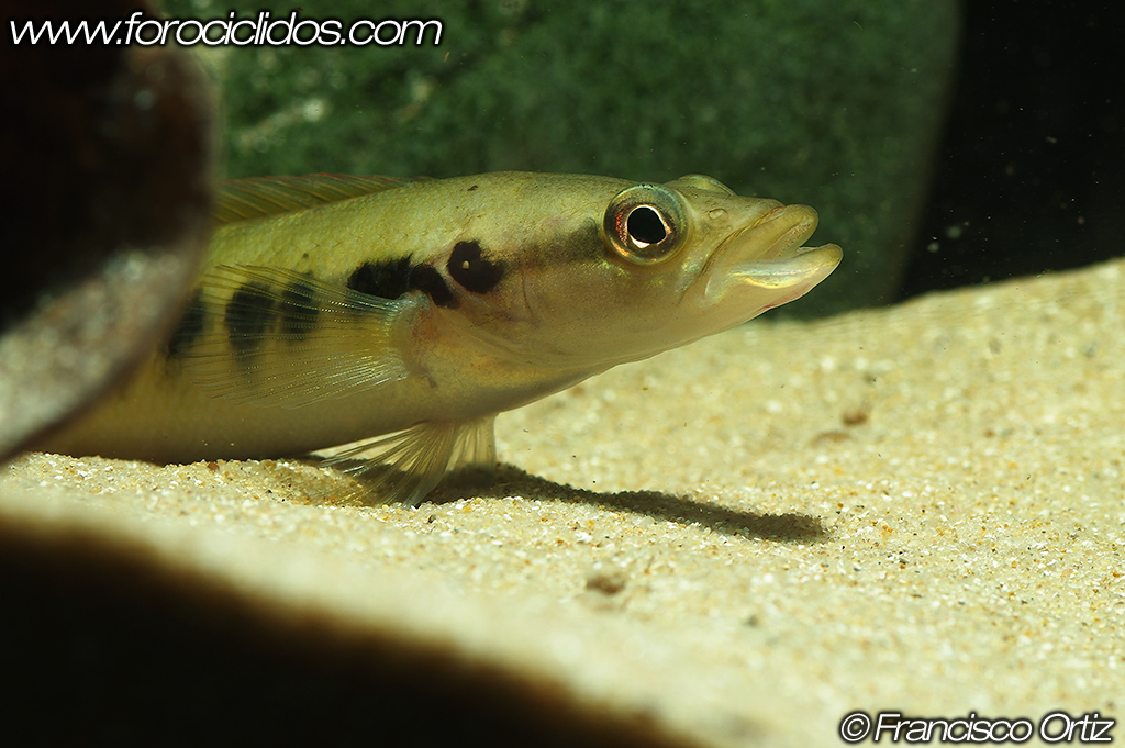 Crenicichla sp. "belly crawler" Belly11