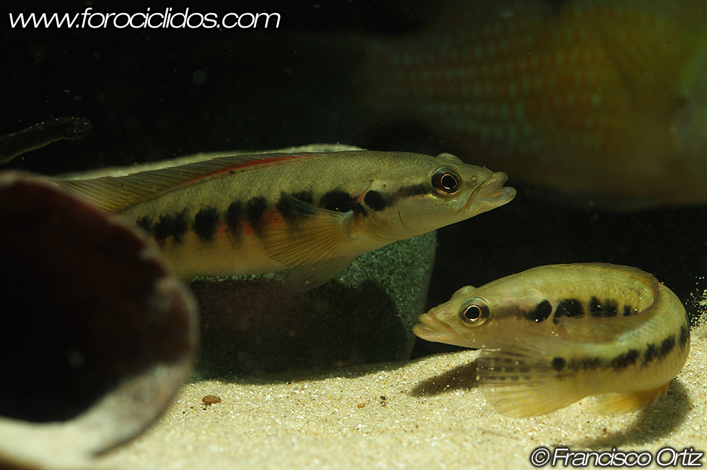 Crenicichla sp. "belly crawler" Belly12