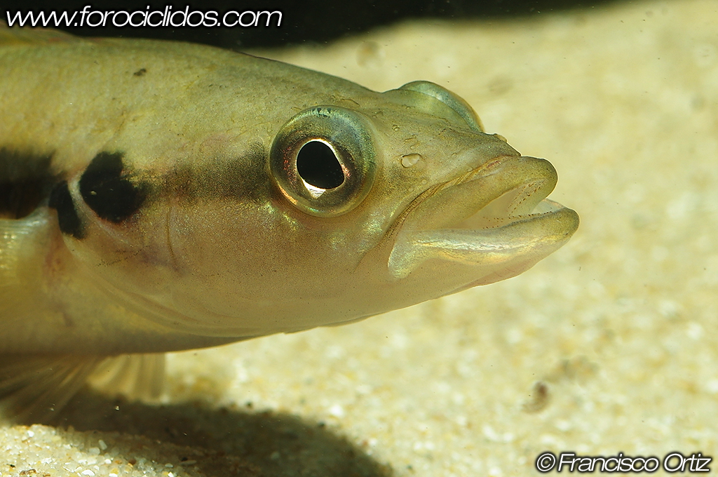 Crenicichla sp. "belly crawler" Belly13