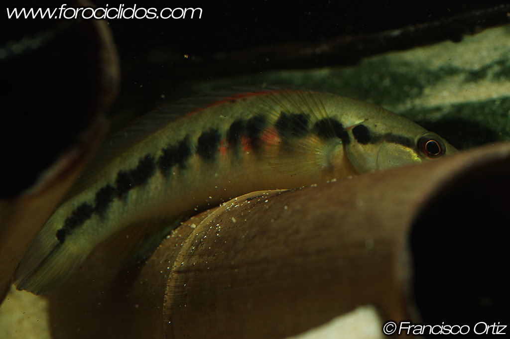 Crenicichla sp. "belly crawler" Belly14