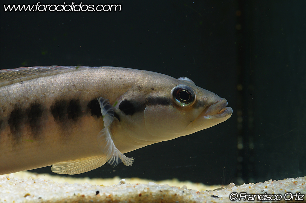 Crenicichla sp. "belly crawler" Bell2