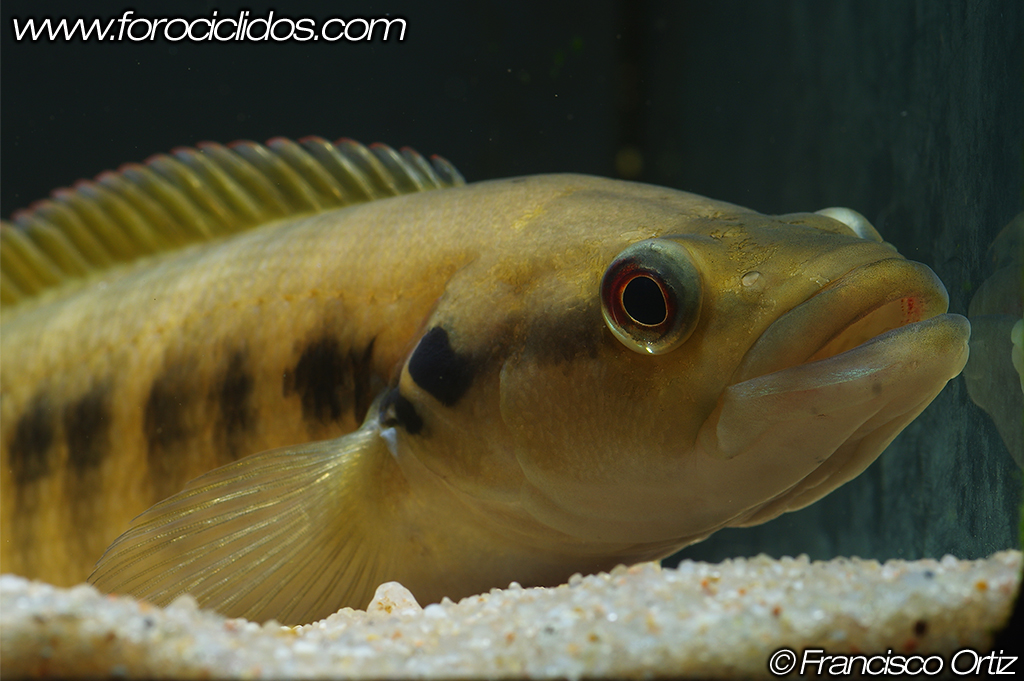 Crenicichla sp. "belly crawler" Bell3