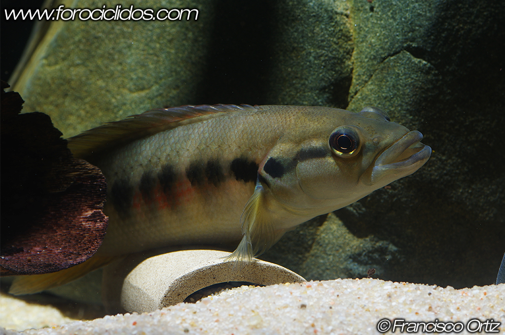 Crenicichla sp. "belly crawler" Belly