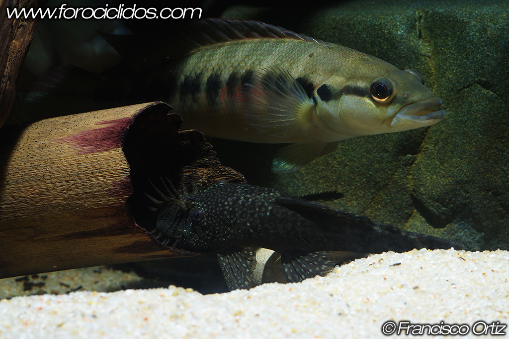 Crenicichla sp. "belly crawler" Belly1