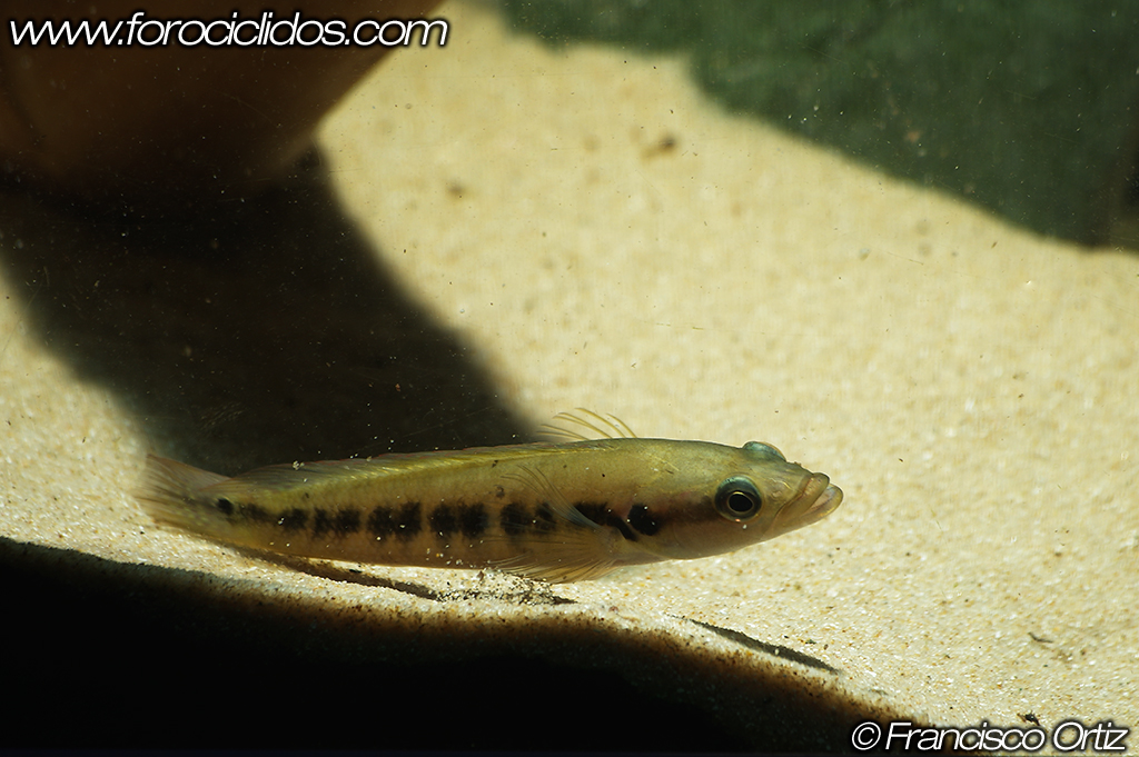 Crenicichla sp. "belly crawler" Belly10