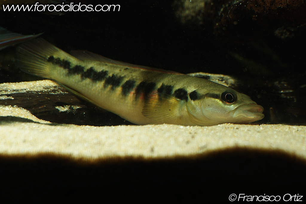 Crenicichla sp. "belly crawler" Belly2